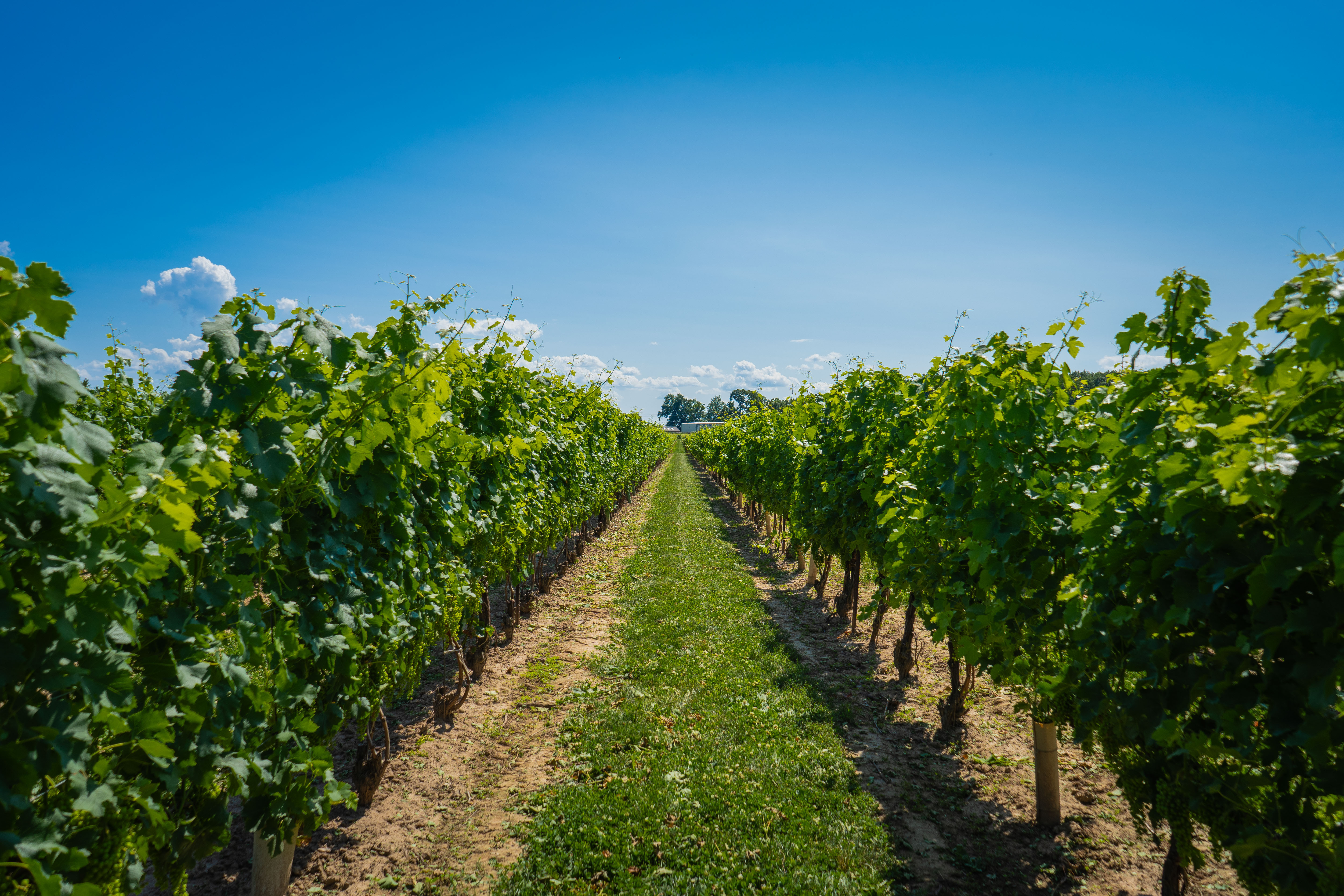 Wineries, Breweries and Distilleries in Niagara Falls